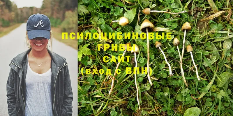 Галлюциногенные грибы Psilocybine cubensis  Нелидово 